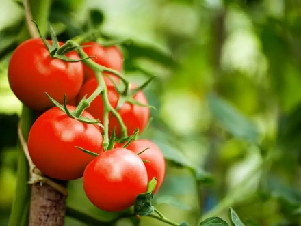 Kaip mielėmis tręšti pomidorus ir agurkus – rezultatai jus priblokš