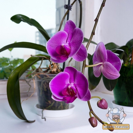 Laikantis šių nesudėtingų taisyklių orchidėjos džiugins gausiais žiedais