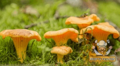 Voveraičių paruošimas žiemai – patikimi būdai